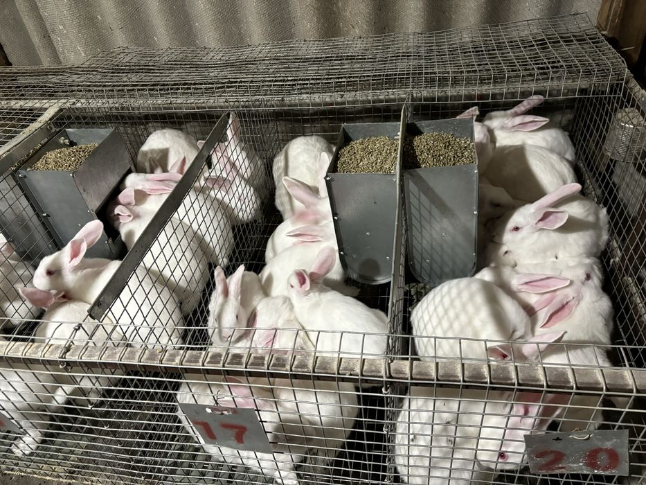 Кролики Термонська біла ( кролі, кроленята, кролиці)