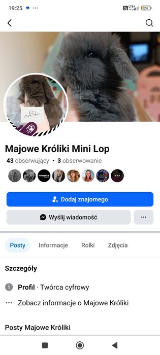 Królik króliczek mini lop hodowla zarejestrowana Top