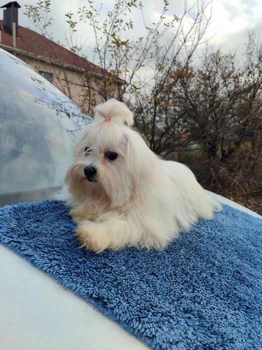 Неймовірна красуня мальтезе