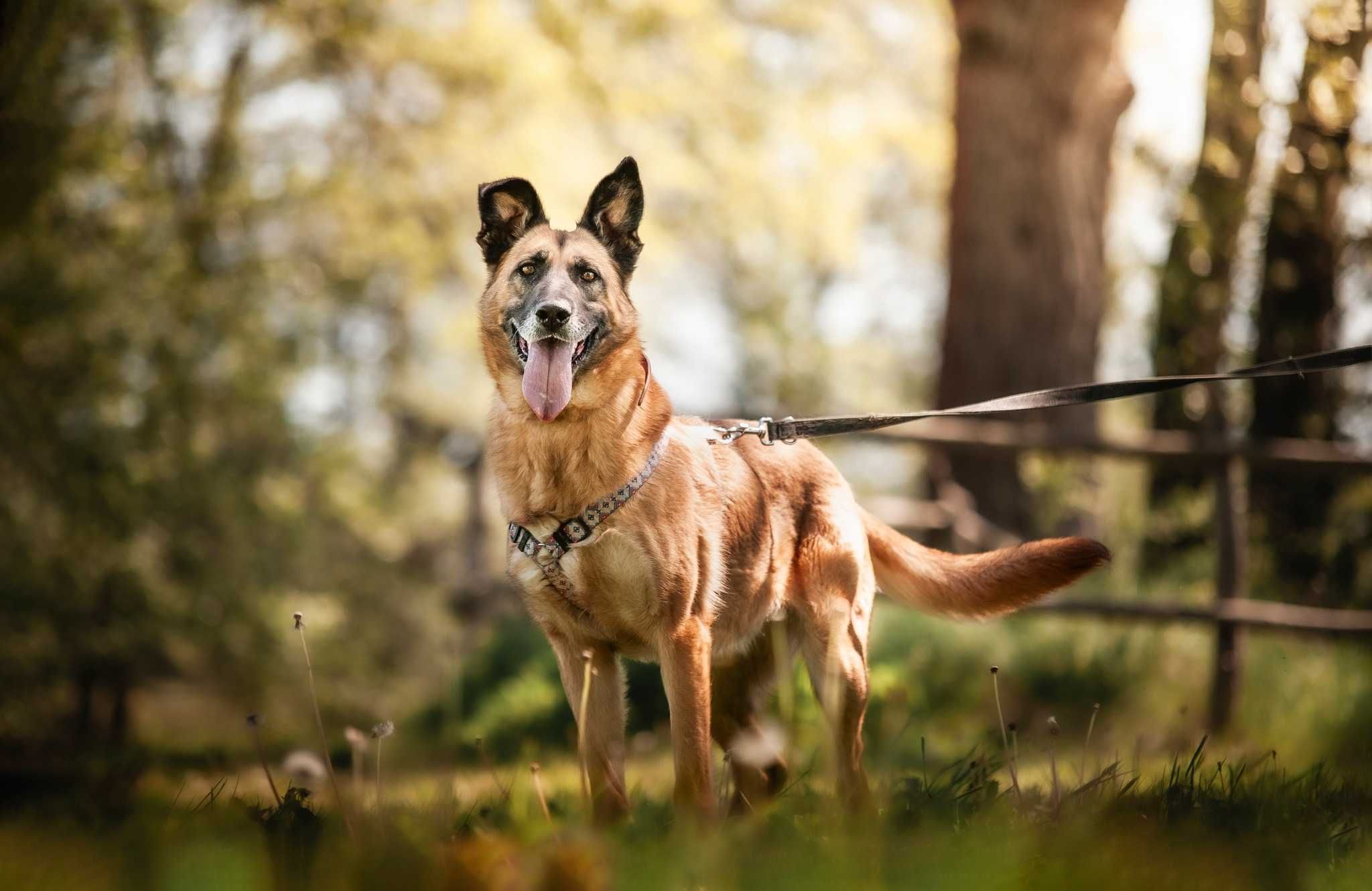 Bogini Wenus jak owczarka co kocha mizianie po brzuszku ADOPCJA