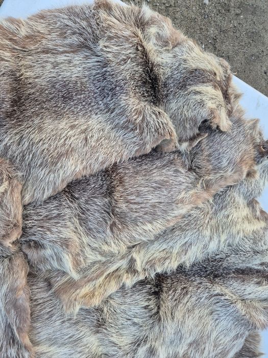 Futro, skórka z nutrii