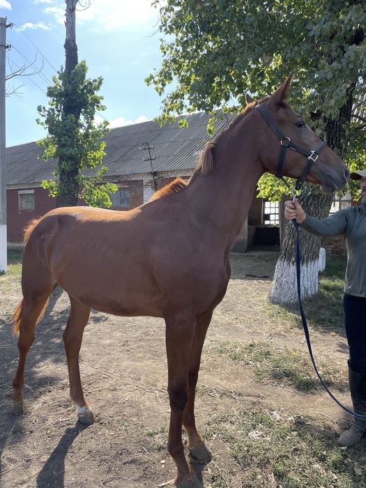 Продам лошадь, кобила