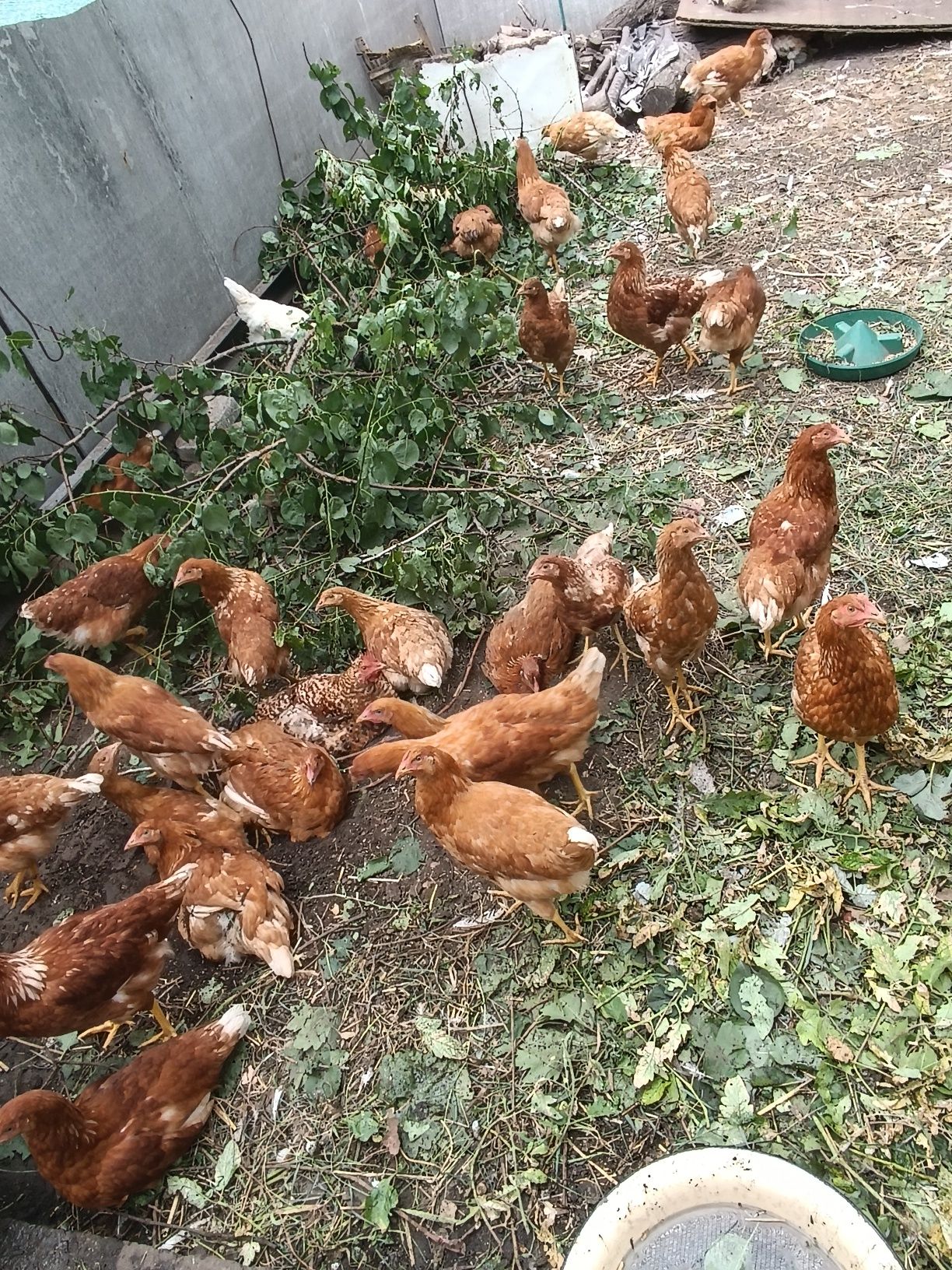Продам курей ломен браун