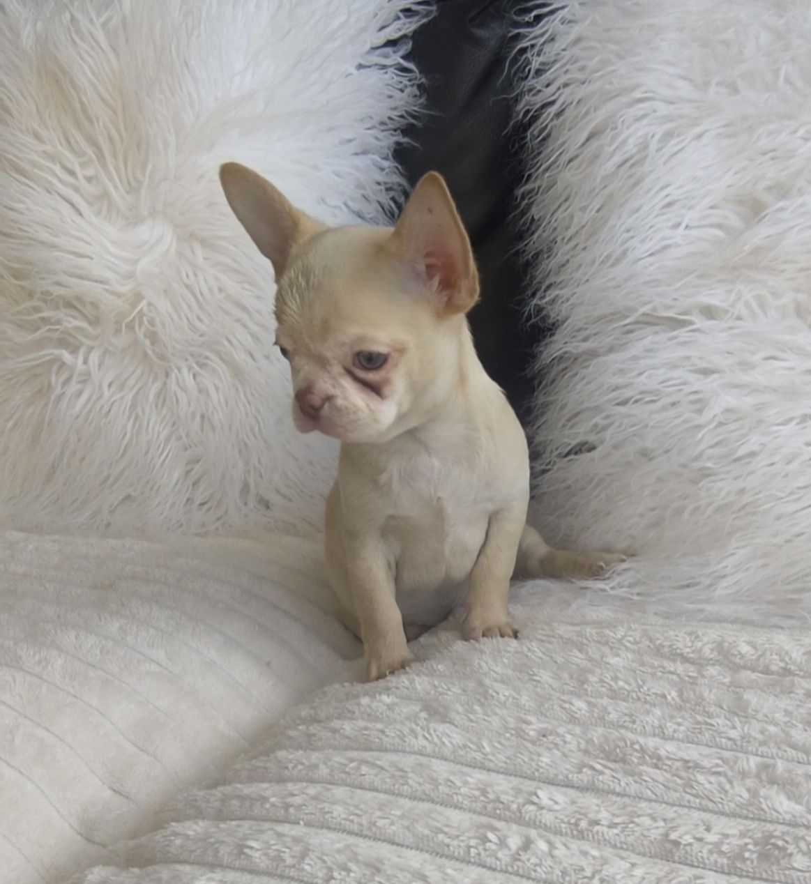 Chihuahua menino Perfeito  Olhos Verdes.Focinho curto.