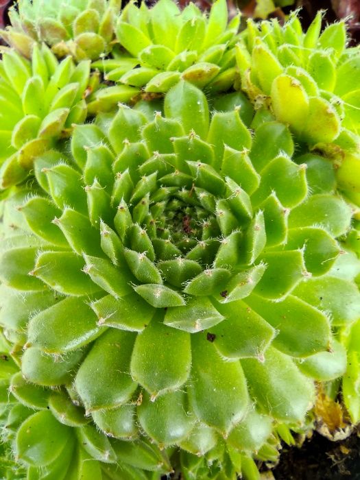 Suculentas . Sempervivum