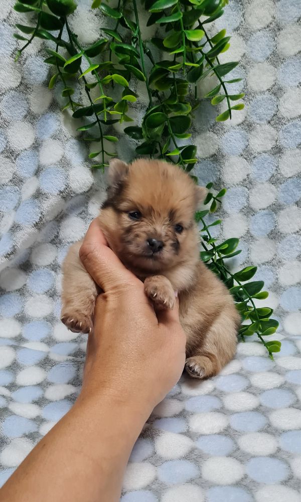 Excelente mini menina Lulu da Pomerania/Spitz Alemão Anão de Qualidade