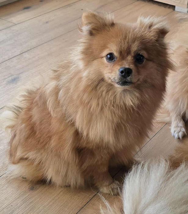 Pomeranian suczka szpic miniaturowy zkwp FCI