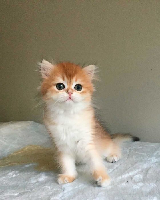 Kotka szkocka prostoucha, złota szynszyla