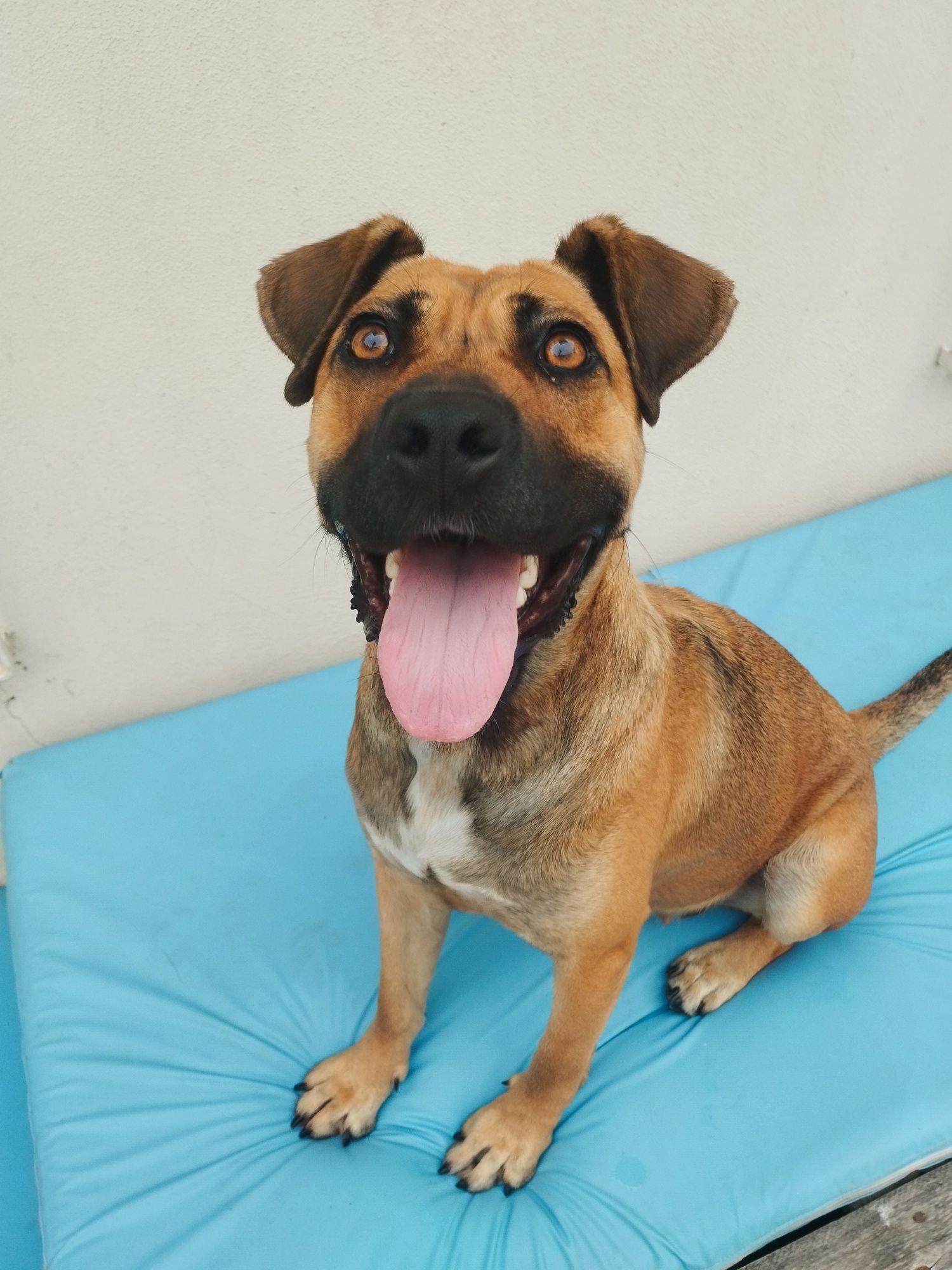 Cadela x de Pitt bull para adoção responsável