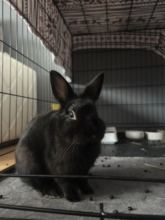 Black Mamba szuka nowego domu.