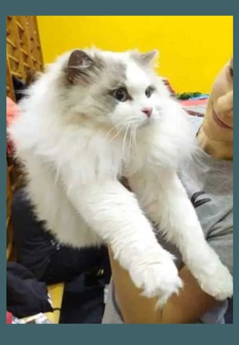 Ragdoll Fpl  , reproduktor