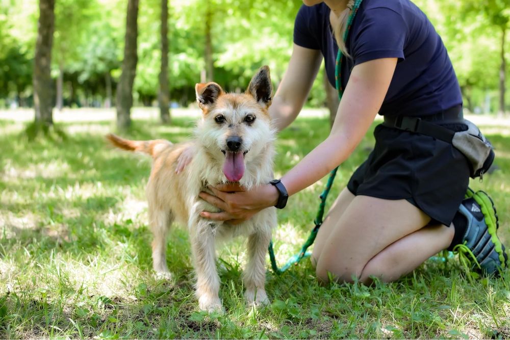 Karmin rudy szorstki piesek do adopcji