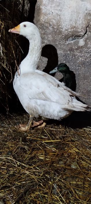 Gąsior, gęśi koludzkiej. Młody tegoroczny