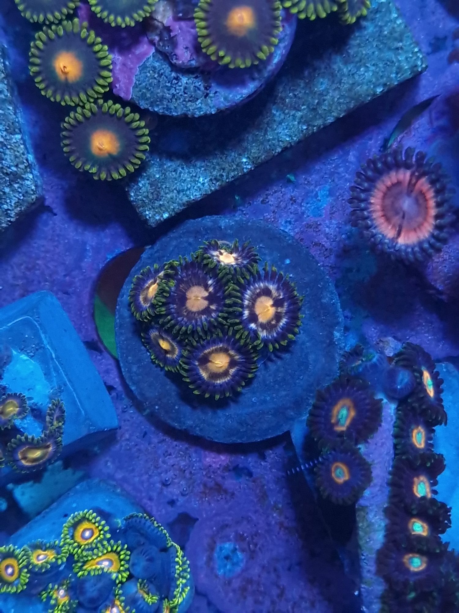 Zoantus corais de agua salgada