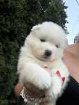 cudny Szczeniaczek Samoyed