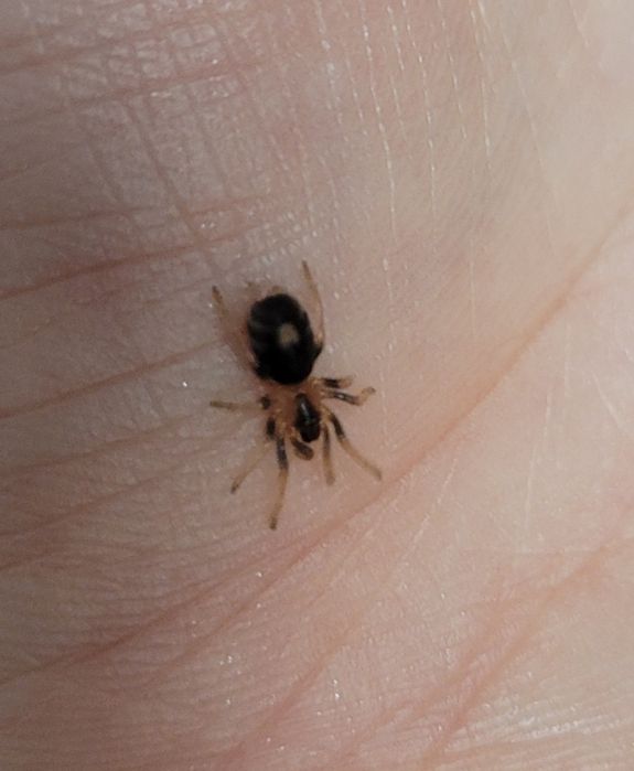 Cyriocosmus elegans