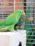 Vendo varios casais de lorys