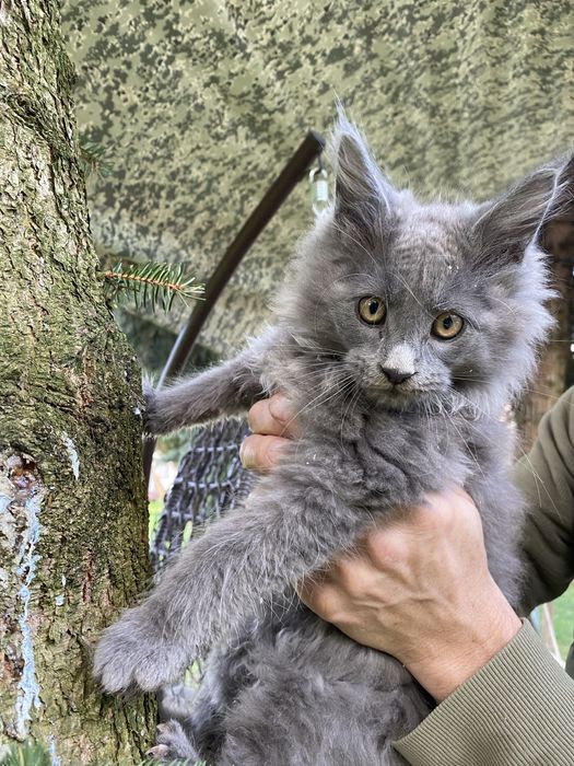 Продаж кошенят породи Мейн-кун