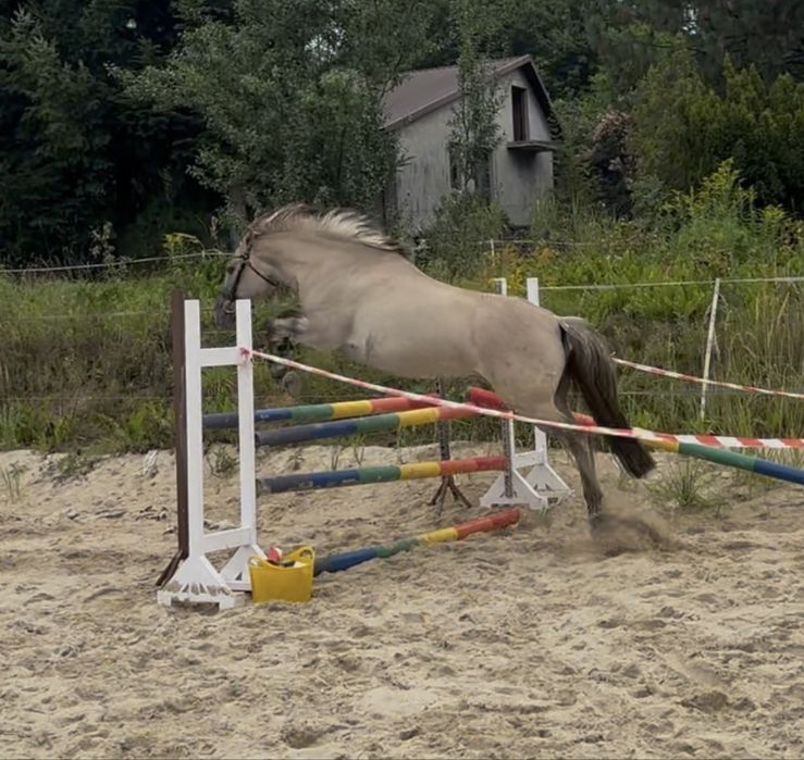 Konik polski, wałach
