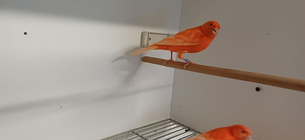 Vermelho intensivo e nevado