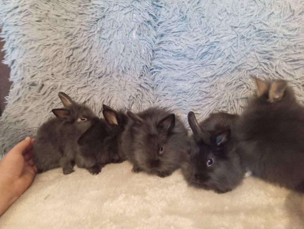 Króliki miniaturki mini lop
