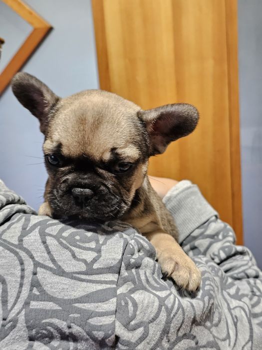 Bulldog francês fêmea fanw