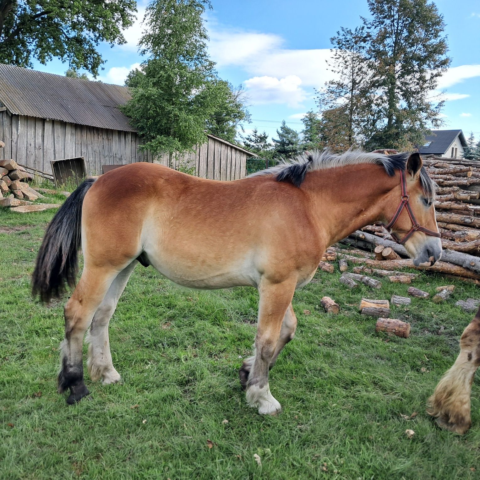 Sprzedam rocznego ogierka