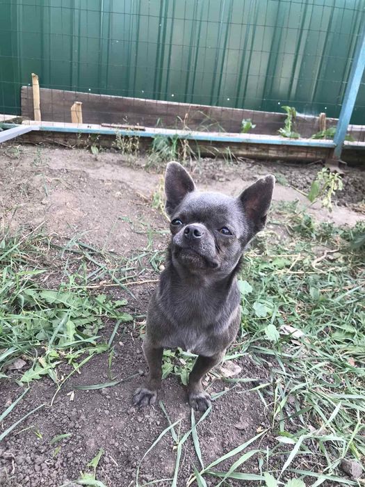 Голубого окраса мальчик. Вязка.