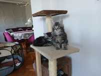Kotki Maine Coon