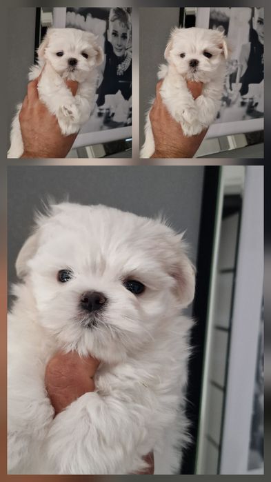 Maltańczyk po Championach ZKwP/FCI do odbioru