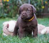 LABRADOR RETRIEVER czekoladowa suczka ZKwP/ FCI
