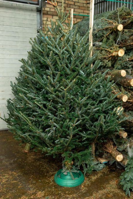 Новорічна ялинка, Ялиця Нордмана, Пихта Нордмана