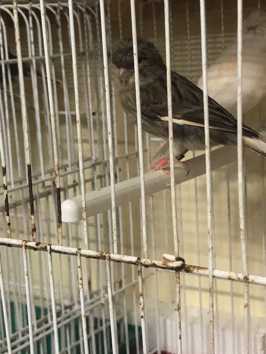 Casais de canarios variadade de raca cores com e sem poupa