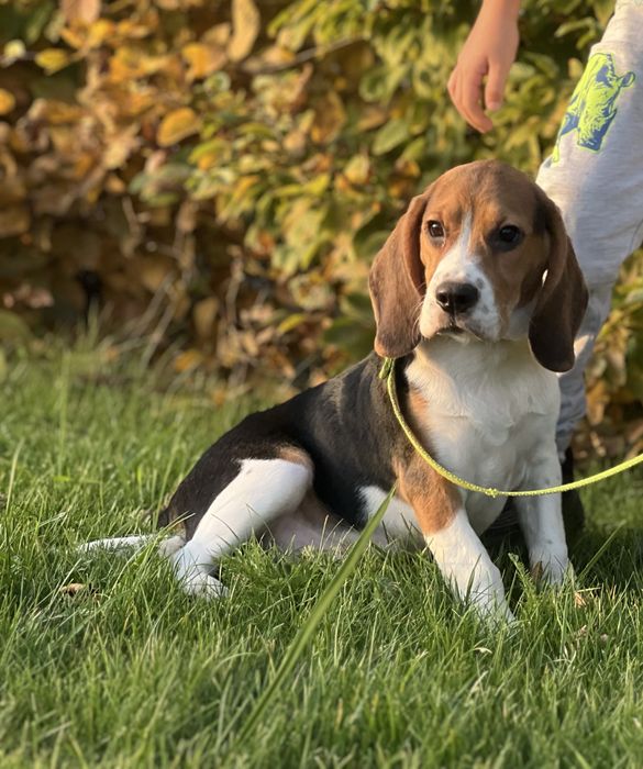 Beagle tricolor sprzedam