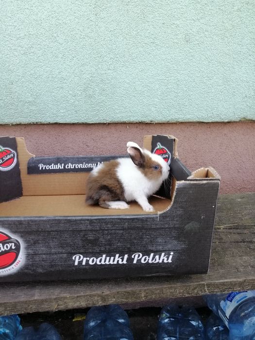 Króliczek karzełek gładki, Teddy, Hermelin