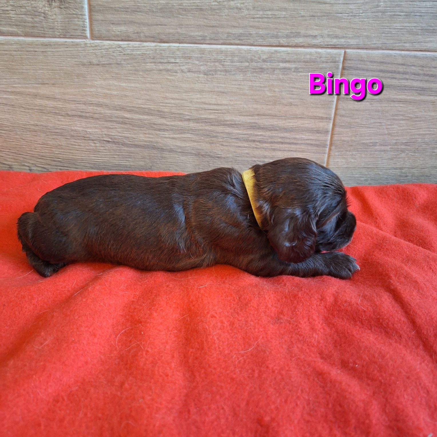 Suczka cocker spaniel angielski