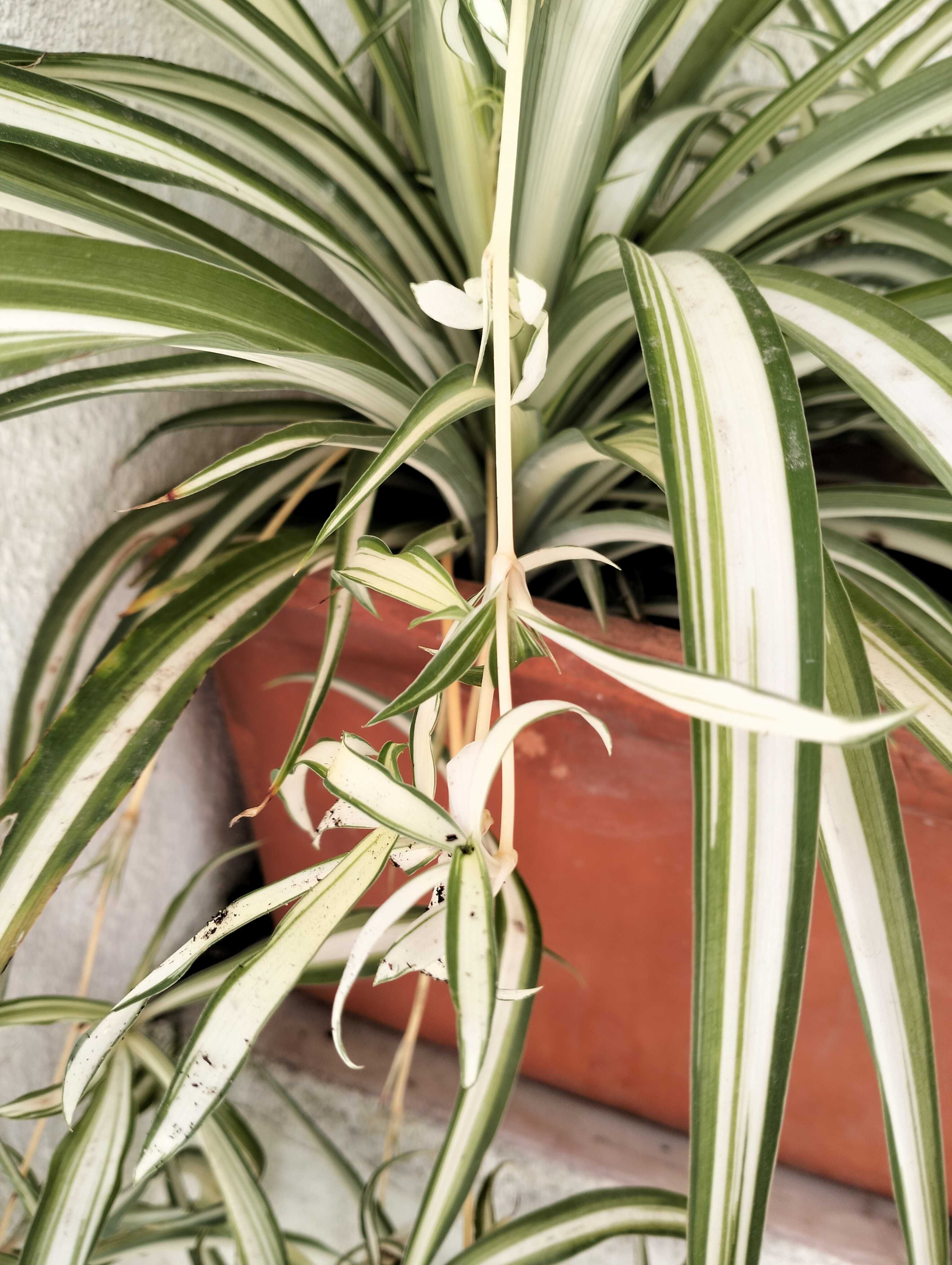 Clorofito ou planta aranha (floreira não incluída)