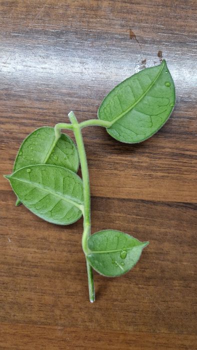 Hoya monette dwa węzły 4 liście