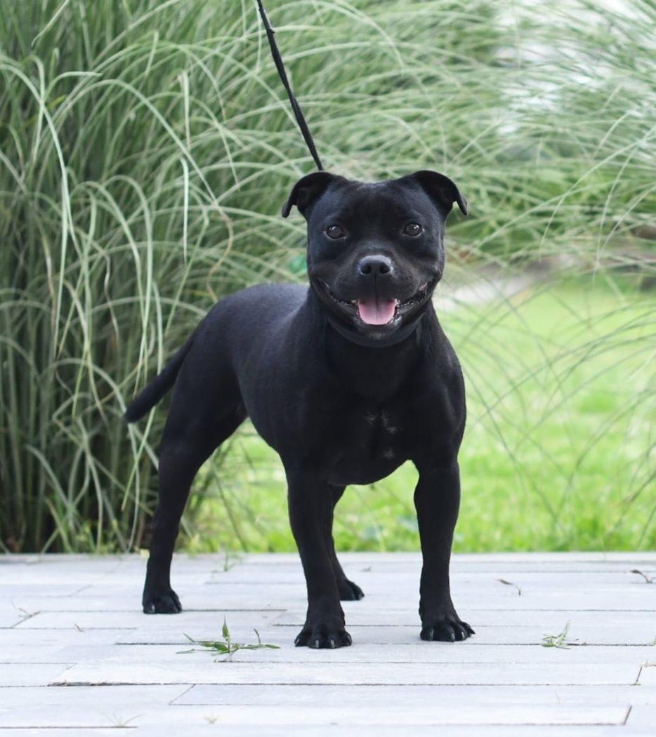 Staffordshire Bull Terrier FCI (ZKwP) staffik SUCZKA
