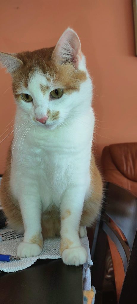 Kot do adopcji o imieniu Stefan
