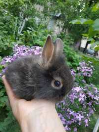 Серый львиноголовый карликовый кролик декоративный крольчонок кроли