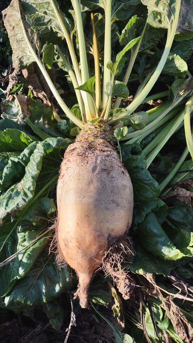 Burak pastewny biały