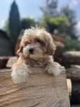 Piesek maltipoo maltańczyk pudel toy czerwony