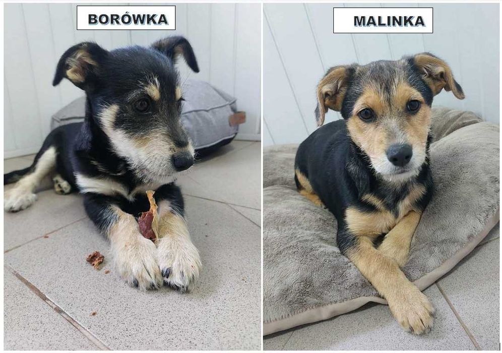 Malinka i Borówka -słodkie psie dziewczynki szukają domków. Adopcja!