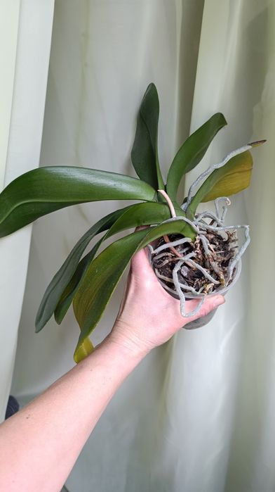 Орхідея Мікі Кроун. З квітоносом