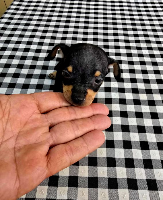 Pinscher Miniatura Macho