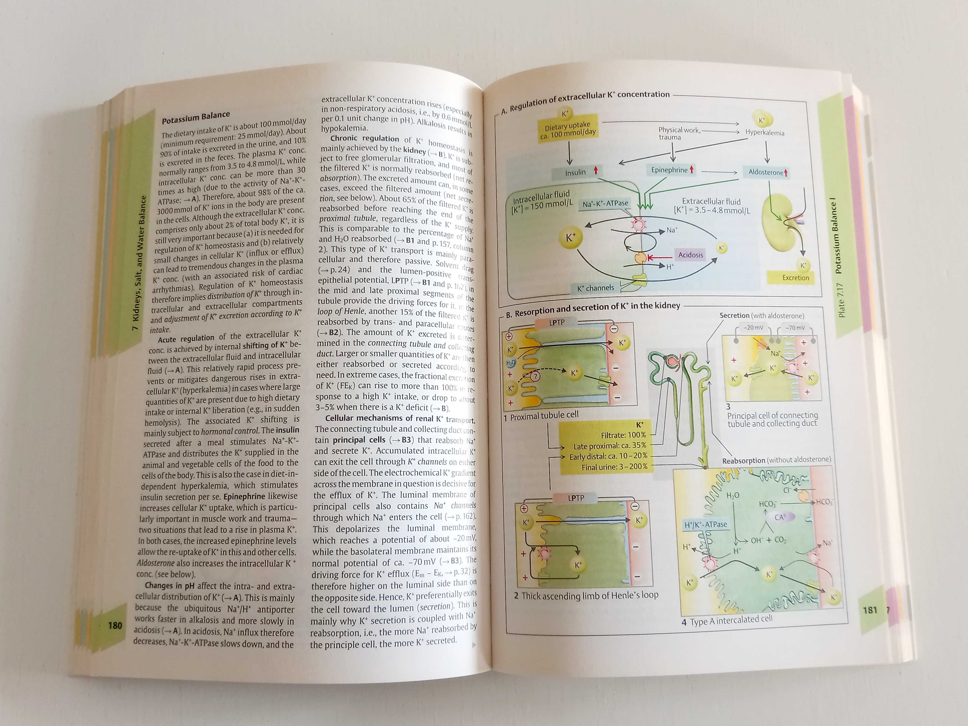 Color atlas of physiology