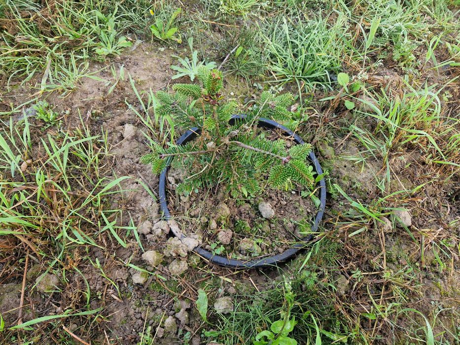 Jodła Kaukaska (Abies Nordmanniana) w donicy ukorzeniona 30cm