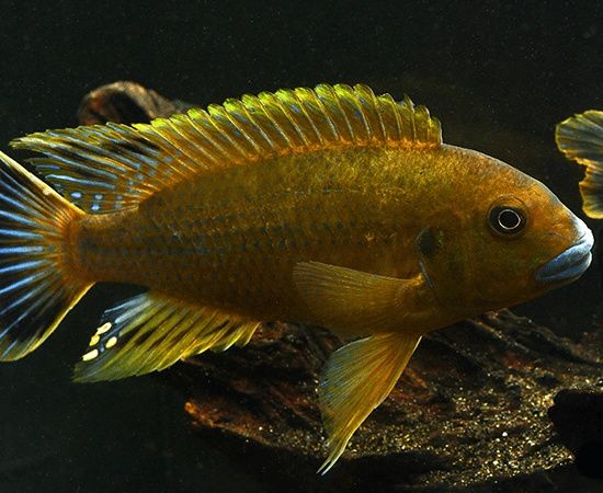 Williamsi blue lips, PSEUDOTROPHEUS. "Williamsi north" MAKONDE