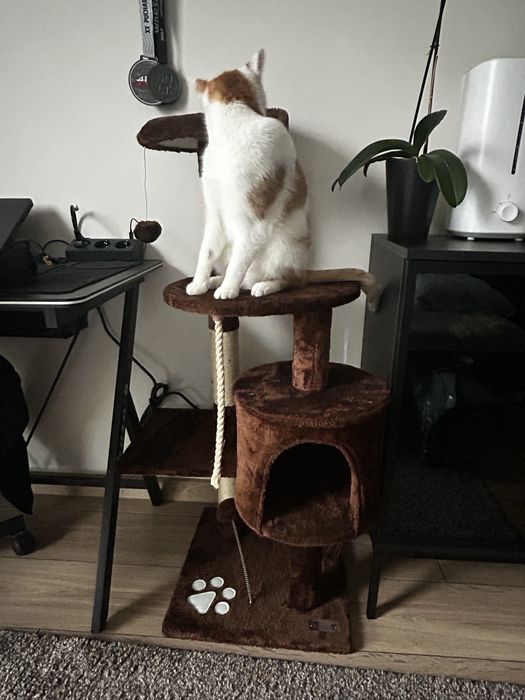 Drapak dla kotow, nieuzywany